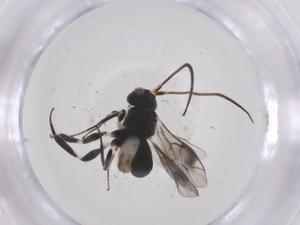  ( - CBG-A60390-B08)  @11 [ ] CreativeCommons - Attribution Share - Alike (2024) Centre for Biodiversity Genomics Centre for Biodiversity Genomics