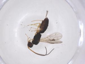  ( - CBG-A60393-B11)  @11 [ ] CreativeCommons - Attribution Share - Alike (2024) Centre for Biodiversity Genomics Centre for Biodiversity Genomics