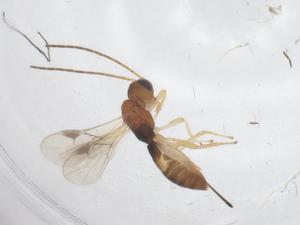  ( - CBG-A60395-C12)  @11 [ ] CreativeCommons - Attribution Share - Alike (2024) Centre for Biodiversity Genomics Centre for Biodiversity Genomics