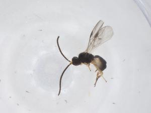  ( - CBG-A60399-C07)  @11 [ ] CreativeCommons - Attribution Share - Alike (2024) Centre for Biodiversity Genomics Centre for Biodiversity Genomics