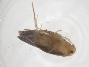  ( - CBG-A60833-H03)  @11 [ ] CreativeCommons - Attribution Share - Alike (2024) Centre for Biodiversity Genomics Centre for Biodiversity Genomics