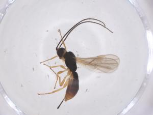  ( - CBG-A60845-B05)  @11 [ ] CreativeCommons - Attribution Share - Alike (2024) Centre for Biodiversity Genomics Centre for Biodiversity Genomics