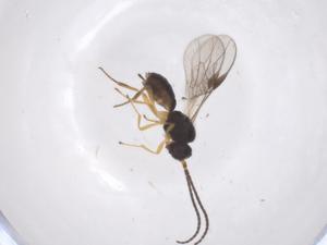  ( - CBG-A60846-D10)  @11 [ ] CreativeCommons - Attribution Share - Alike (2024) Centre for Biodiversity Genomics Centre for Biodiversity Genomics