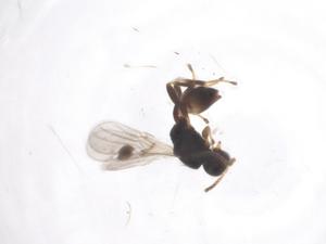  (Leiophron Malaise7221 - CBG-A60852-H01)  @11 [ ] CreativeCommons - Attribution Share - Alike (2024) Centre for Biodiversity Genomics Centre for Biodiversity Genomics