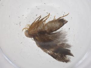  ( - CBG-A60861-D08)  @11 [ ] CreativeCommons - Attribution Share - Alike (2024) Centre for Biodiversity Genomics Centre for Biodiversity Genomics