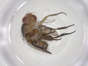  ( - CBG-A60863-G03)  @11 [ ] CreativeCommons - Attribution Share - Alike (2025) Centre for Biodiversity Genomics Centre for Biodiversity Genomics