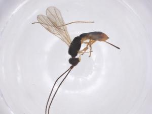  ( - CBG-A61004-E06)  @11 [ ] CreativeCommons - Attribution Share - Alike (2024) Centre for Biodiversity Genomics Centre for Biodiversity Genomics