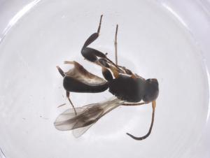  ( - CBG-A61004-F05)  @11 [ ] CreativeCommons - Attribution Share - Alike (2024) Centre for Biodiversity Genomics Centre for Biodiversity Genomics