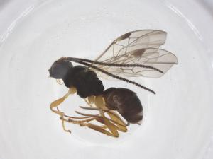  ( - CBG-A61005-E03)  @11 [ ] CreativeCommons - Attribution Share - Alike (2024) Centre for Biodiversity Genomics Centre for Biodiversity Genomics