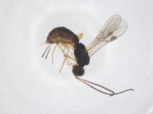  ( - CBG-A61005-E10)  @11 [ ] CreativeCommons - Attribution Share - Alike (2024) Centre for Biodiversity Genomics Centre for Biodiversity Genomics