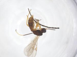  ( - CBG-A61005-H11)  @11 [ ] CreativeCommons - Attribution Share - Alike (2024) Centre for Biodiversity Genomics Centre for Biodiversity Genomics