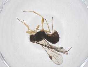  (doryMalaise01 Malaise2309 - CBG-A61008-C06)  @11 [ ] CreativeCommons - Attribution Share - Alike (2024) Centre for Biodiversity Genomics Centre for Biodiversity Genomics