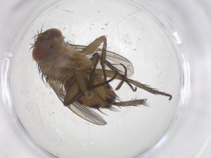  ( - CBG-A61078-B01)  @11 [ ] CreativeCommons - Attribution Share - Alike (2024) Centre for Biodiversity Genomics Centre for Biodiversity Genomics