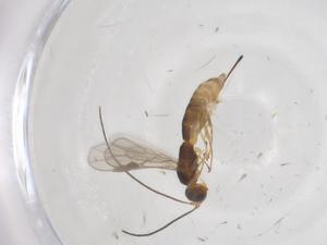  ( - CBG-A61078-C07)  @11 [ ] CreativeCommons - Attribution Share - Alike (2024) Centre for Biodiversity Genomics Centre for Biodiversity Genomics