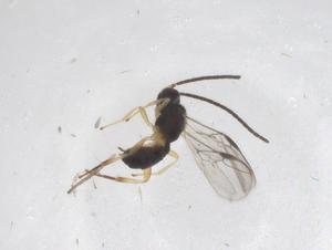  ( - CBG-A61078-C11)  @11 [ ] CreativeCommons - Attribution Share - Alike (2024) Centre for Biodiversity Genomics Centre for Biodiversity Genomics