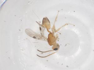  (Leiophron Malaise7944 - CBG-A61078-G10)  @11 [ ] CreativeCommons - Attribution Share - Alike (2024) Centre for Biodiversity Genomics Centre for Biodiversity Genomics