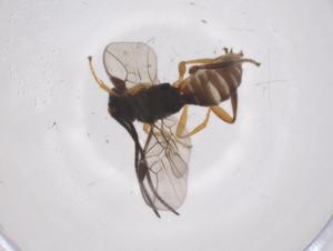  ( - CBG-A61080-D04)  @11 [ ] CreativeCommons - Attribution Share - Alike (2024) Centre for Biodiversity Genomics Centre for Biodiversity Genomics