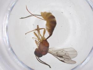  ( - CBG-A61082-E09)  @11 [ ] CreativeCommons - Attribution Share - Alike (2024) Centre for Biodiversity Genomics Centre for Biodiversity Genomics