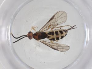  ( - CBG-A61084-C11)  @11 [ ] CreativeCommons - Attribution Share - Alike (2024) Centre for Biodiversity Genomics Centre for Biodiversity Genomics