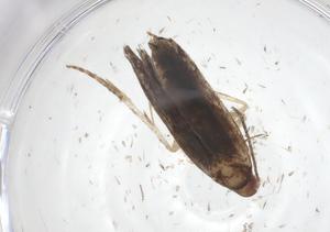  ( - CBG-A61087-F01)  @11 [ ] CreativeCommons - Attribution Share - Alike (2024) Centre for Biodiversity Genomics Centre for Biodiversity Genomics