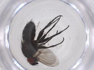  (Phytomyptera Janzen1522 - CBG-A61088-G08)  @11 [ ] CreativeCommons - Attribution Share - Alike (2025) Centre for Biodiversity Genomics Centre for Biodiversity Genomics