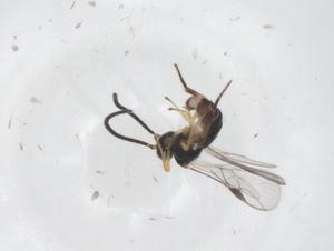  ( - CBG-A61090-D03)  @11 [ ] CreativeCommons - Attribution Share - Alike (2025) Centre for Biodiversity Genomics Centre for Biodiversity Genomics