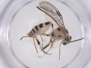  ( - CBG-A61091-D11)  @11 [ ] CreativeCommons - Attribution Share - Alike (2025) Centre for Biodiversity Genomics Centre for Biodiversity Genomics