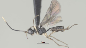  (Streblocera Malaise5946 - CCDB-38198-A10)  @11 [ ] CreativeCommons - Attribution (2023) Michael Sharkey Centre for Biodiversity Genomics