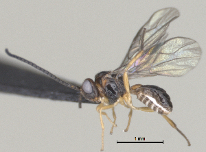  ( - CCDB-38195-A05)  @11 [ ] CreativeCommons - Attribution Share Alike (2024) Michael Sharkey University of Kentucky