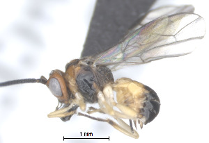  ( - CCDB-38198-B10)  @11 [ ] CreativeCommons - Attribution (2023) Michael Sharkey Centre for Biodiversity Genomics