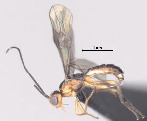  (Bracon Malaise6110 - CCDB-38196-B11)  @11 [ ] CreativeCommons - Attribution (2023) Michael Sharkey Centre for Biodiversity Genomics