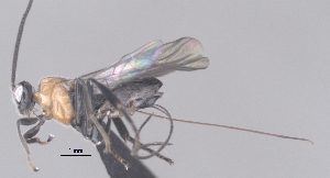  (Nealiolus Malaise8265 - CCDB-38197-B12)  @11 [ ] CreativeCommons - Attribution (2023) Michael Sharkey Centre for Biodiversity Genomics