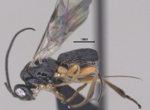  (Triaspis Malaise9923 - CCDB-38196-C12)  @11 [ ] CreativeCommons - Attribution (2023) Michael Sharkey Centre for Biodiversity Genomics
