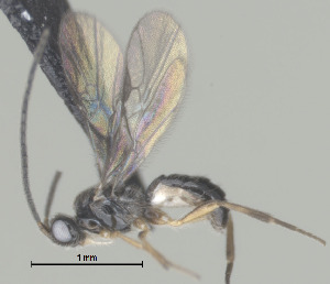  (Gnamptodon Malaise5265 - CCDB-38198-C04)  @11 [ ] CreativeCommons - Attribution (2023) Michael Sharkey Centre for Biodiversity Genomics