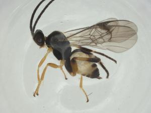  (Hypomicrogaster Malaise2452 - CBG-A26235-C06)  @11 [ ] CreativeCommons - Attribution Share - Alike (2024) Centre for Biodiversity Genomics Centre for Biodiversity Genomics