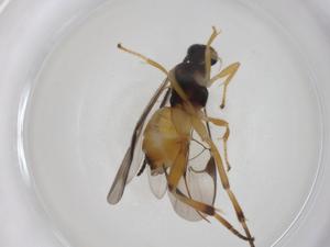  (Hypomicrogaster Malaise2528 - CBG-A26236-A09)  @11 [ ] CreativeCommons - Attribution Share - Alike (2024) Centre for Biodiversity Genomics Centre for Biodiversity Genomics