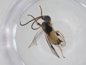  (Diolcogaster Janzen06 - CBG-A26236-F06)  @11 [ ] CreativeCommons - Attribution Share - Alike (2024) Centre for Biodiversity Genomics Centre for Biodiversity Genomics