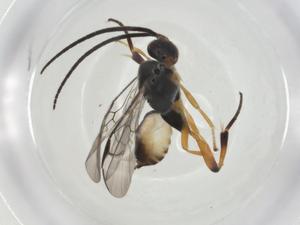  (Hypomicrogaster Janzen4798 - CBG-A26237-C05)  @11 [ ] CreativeCommons - Attribution Share - Alike (2024) Centre for Biodiversity Genomics Centre for Biodiversity Genomics