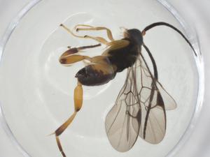  (Hypomicrogaster Malaise5863 - CBG-A26237-C06)  @11 [ ] CreativeCommons - Attribution Share - Alike (2024) Centre for Biodiversity Genomics Centre for Biodiversity Genomics