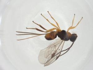  ( - CBG-A26269-A06)  @11 [ ] CreativeCommons - Attribution Share - Alike (2024) Centre for Biodiversity Genomics Centre for Biodiversity Genomics