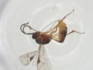  ( - CBG-A26269-B03)  @11 [ ] CreativeCommons - Attribution Share - Alike (2024) Centre for Biodiversity Genomics Centre for Biodiversity Genomics