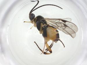  (Hypomicrogaster Malaise1956 - CBG-A26269-C01)  @11 [ ] CreativeCommons - Attribution Share - Alike (2024) Centre for Biodiversity Genomics Centre for Biodiversity Genomics