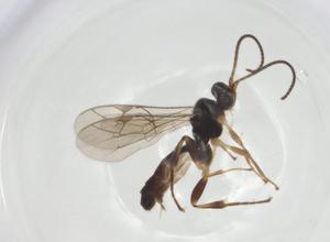  ( - CBG-A26269-C03)  @11 [ ] CreativeCommons - Attribution Share - Alike (2024) Centre for Biodiversity Genomics Centre for Biodiversity Genomics