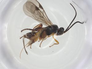  (microMalaise01 - CBG-A26269-G07)  @11 [ ] CreativeCommons - Attribution Share - Alike (2024) Centre for Biodiversity Genomics Centre for Biodiversity Genomics