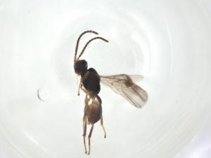  ( - CBG-A26269-H09)  @11 [ ] CreativeCommons - Attribution Share - Alike (2024) Centre for Biodiversity Genomics Centre for Biodiversity Genomics