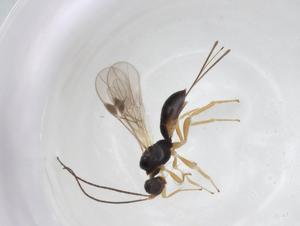  (Heterospilus Malaise8863 - CBG-A26270-A12)  @11 [ ] CreativeCommons - Attribution Share - Alike (2024) Centre for Biodiversity Genomics Centre for Biodiversity Genomics