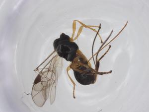  ( - CBG-A26270-F05)  @11 [ ] CreativeCommons - Attribution Share - Alike (2024) Centre for Biodiversity Genomics Centre for Biodiversity Genomics