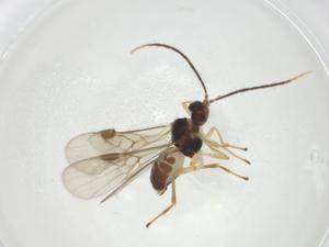  (Mirax Malaise7123 - CBG-A26271-A05)  @11 [ ] CreativeCommons - Attribution Share - Alike (2024) Centre for Biodiversity Genomics Centre for Biodiversity Genomics