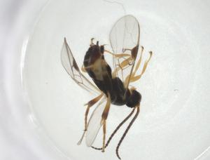  (Diolcogaster Choi313 - CBG-A26271-A12)  @11 [ ] CreativeCommons - Attribution Share - Alike (2024) Centre for Biodiversity Genomics Centre for Biodiversity Genomics