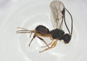  (Diospilus Malaise2975 - CBG-A26271-C09)  @11 [ ] CreativeCommons - Attribution Share - Alike (2024) Centre for Biodiversity Genomics Centre for Biodiversity Genomics